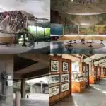 Museums in Chandigarh